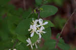 Amur honeysuckle